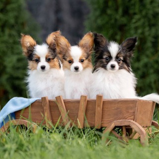 Логотип @puppies_papillonfalen - Щенки папийон / фален