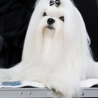 Логотип @puppiesmagnitudachi - Питомник Магнит Удачи | Мальтезе, Пудели и Мальтипу