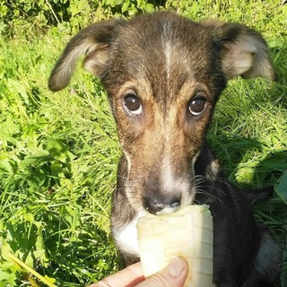 Логотип @puppyangel911 - «Щенячий Ангел» PuppyAngel911 🐶