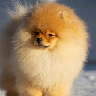 Логотип @puppypoms - ШПИЦЕЛЕНД ЧАТ