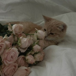 Логотип @pupsiki_kotiki - Пупсики🐈