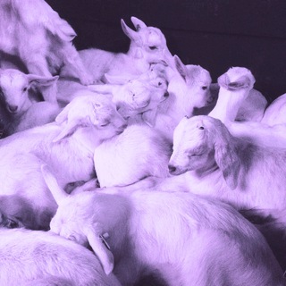 Логотип @purplehazeloops - PURPLE HAZE LOOPS💨