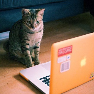 Логотип @purr_area_comments - Зона Мурчания (чат)