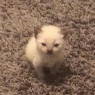 Логотип @purrmeoww - невдупленыши