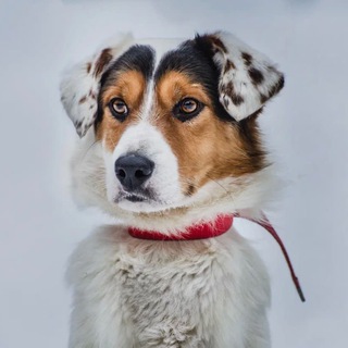 Логотип @push_drug - Приют «Пушистый друг»