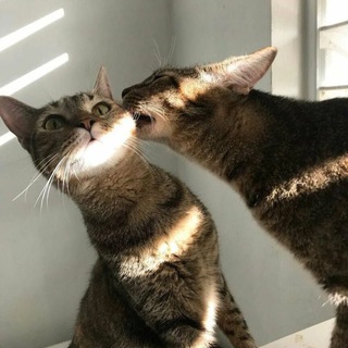 Логотип @pusharikii - ПУшарики🐾