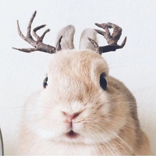 Логотип @pushistaya_milota - Пушистая милота