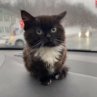 Логотип @pushistiki_kotiki - Котики и всякое