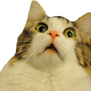 Логотип @pushistokoti - Пушистые обормотики | Котики