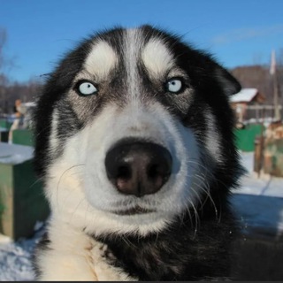 Логотип @pushistyhitrulia - ПУШИСТЫЙ ХИТРЮЛЯ | СМЕШНЫЕ ЖИВОТНЫЕ