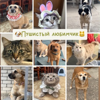 Логотип @pushistyi_lybimchik - 🐶Пушистый любимчик🐱