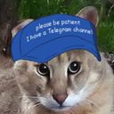 Логотип @pussiesandbitchez - Мой канал с котами