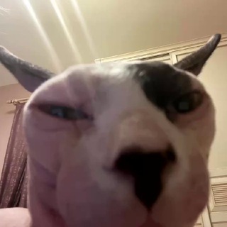 Логотип @puussto - 🐾