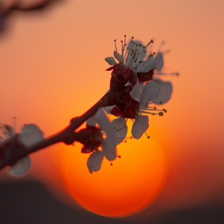 Логотип @pvimg - фотки