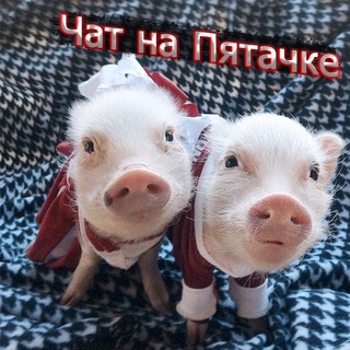 Логотип @pyatachek5 - Чат На Пятачке 🐽