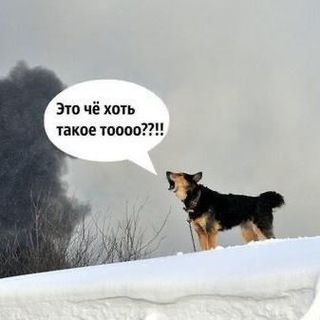Логотип @pyos_borks - Пёсий лай