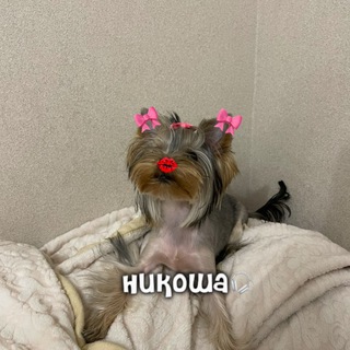 Логотип @pyshokcatchannel - Никоша🎧