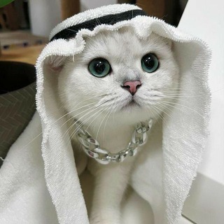 Логотип @pyteshestvennik_05 - Путешественники🌹