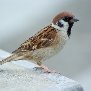 Логотип @q_music_0 - Vorovbey UA