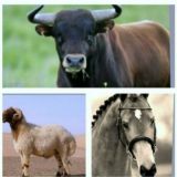 Логотип @qashqadaryo_elon1 - QASHQADARYO ELONLARI