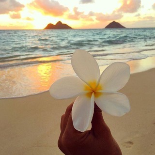 Логотип @qaydii - Гай.ды