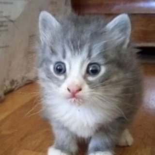 Логотип @qotyat - мысли маленьких котят