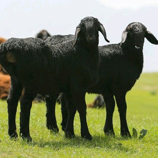 Логотип @qoyqozi - К,УЙ ВА ЭЧКИ парваришлаш.