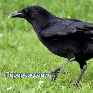 Логотип @qqsqbqtourbs - Блог ворона