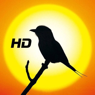 Логотип @qualitybirdgifs - High Quality Bird GIFs