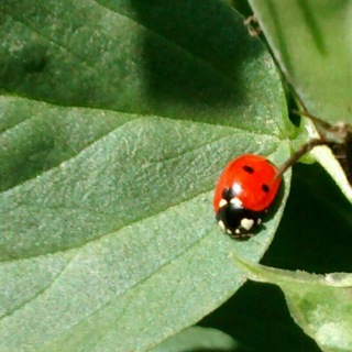 Логотип @quattroequattrorto - 🍅Quattro e quattr ORTO🍅