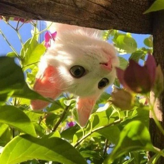 Логотип @quietdawnn - пережитки немого заката