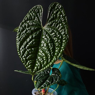 Логотип @quietplaceplants - Тихое место 🌿