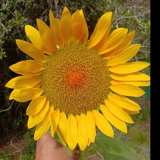 Логотип @quintaesenciaalimentos - QuintaEsenciaDeAlimentos