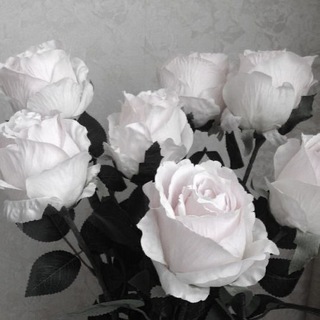 Логотип @quokkavll - kittywqp