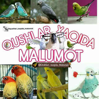 Логотип @qushlar_xaqida_malumot - Қушлар ҳақида малумот