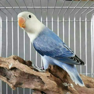 Логотип @qushllar - Yaypan qush bozori