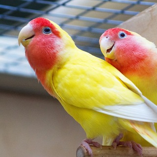 Логотип @qushuzb - Попугай_Наманган_Бозори 🐥🐤