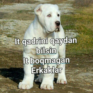 Логотип @quva_pitbul_va_alabaylari - Vodiy pitbul va alabaylari