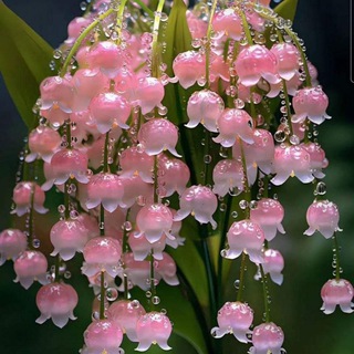 Логотип @quvasoynafosat - Quvasoy Nafosat olami 🎁🛍🌸🌸🌸💝💝💝🥰👚🧥👠👗👖🎒👗👗👔👔👜👜