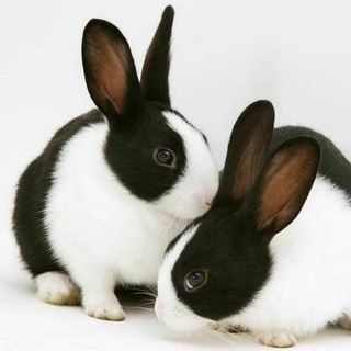 Логотип @quyon1 - Quyon Auksioni(Уйда колинг)