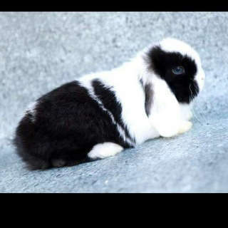 Логотип @quyonchilik - Куёнчилик