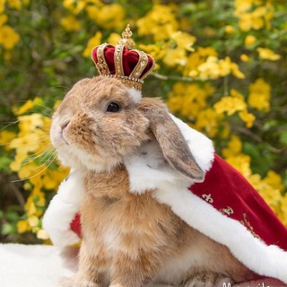 Логотип @quyonuz - Куен,кролики,rabbit,quyon