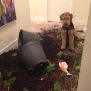 Логотип @r0ttenc0rpses - сибиреязвенный скотомогильник