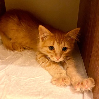 Логотип @r4uxvbnf9tsxyjky - Пушистые бездомыши - berrycat.ru