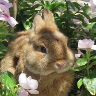 Логотип @rabbittpaw - 𝓻𝓪𝓫𝓫𝓲𝓽 𝓹𝓪𝔀 |схеми для бісероплетіння|beads