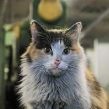 Логотип @rabotyagikoti - коты ишачат на заводе