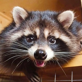 Логотип @raccoons_mark - raccoons.mark_nusha