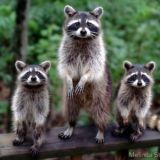 Логотип @raccoonscat - Енотный чат