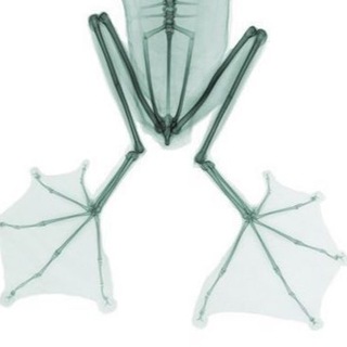 Логотип @radganoriama - noriradga