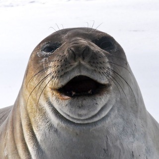 Логотип @radioarctic - Радио Арктика